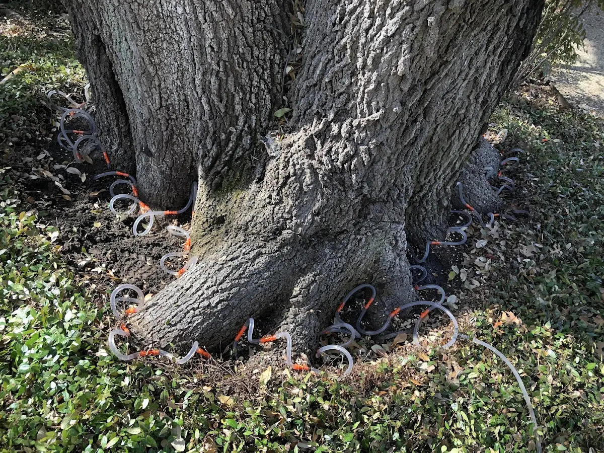 Detailed Tree Cabling and Bracing job site in Newport News