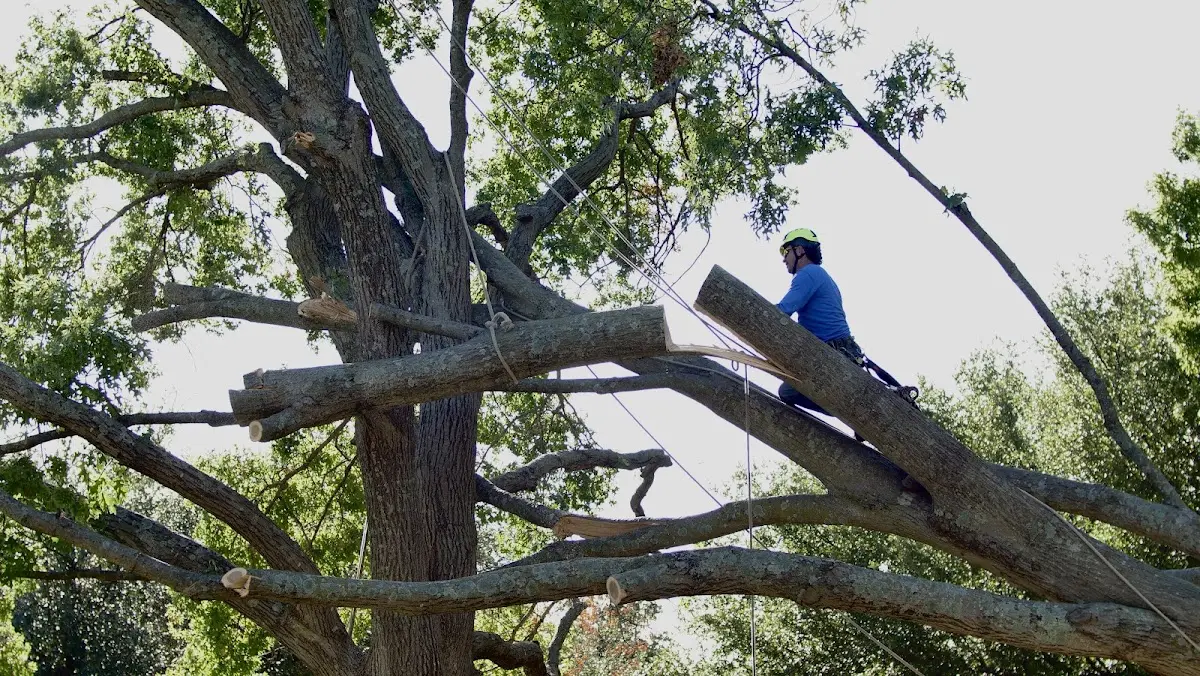 Professional Crown Thinning performed by certified arborists in Newport News