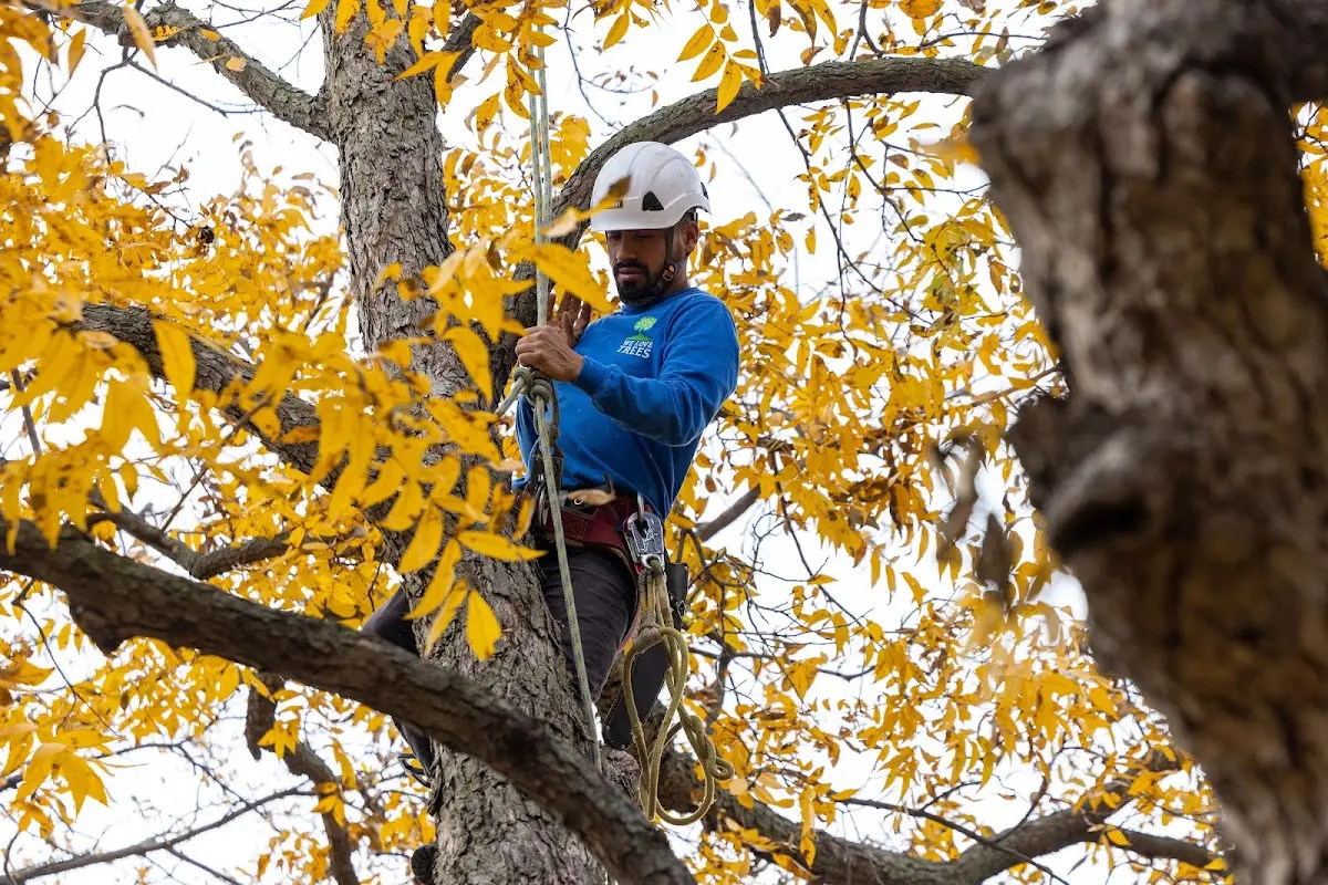Skilled Tree Pruning crew working in Newport News